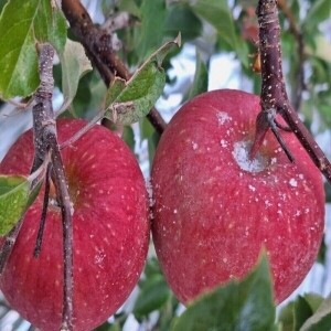 [철원 어서사과]사과(부사) 5 kg((14과)